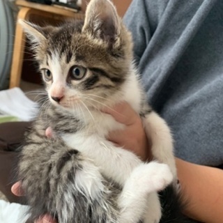 可愛いキジシロ子猫