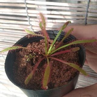 食虫植物アフリカナガバノモウセンゴケ差し上げます