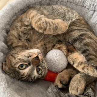 素敵な飼い主様にご縁が、有りました！