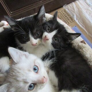 里親さん募集　２ケ月子猫４匹