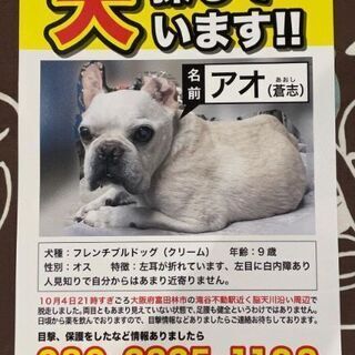 迷い犬　フレブルを捜しています