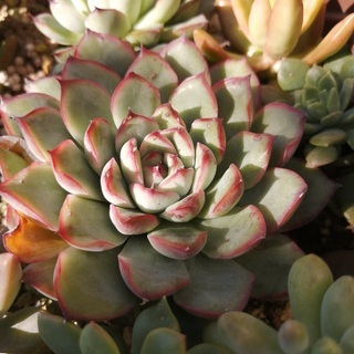 多肉植物の同好がいますか