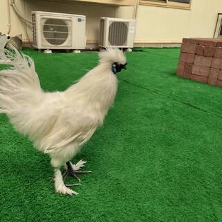 烏骨鶏オス差し上げます