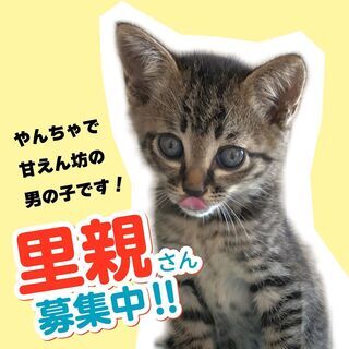 （飼い主さん決まりました）保護した子猫の里親さんを募集中です