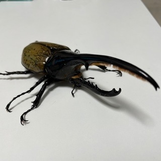 鹿児島県のヘラクレスオオカブトの中古が安い！激安で譲ります・無料であげます｜ジモティー