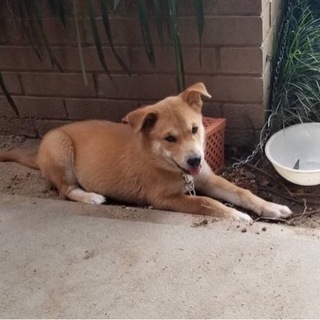 可愛い仔犬✨