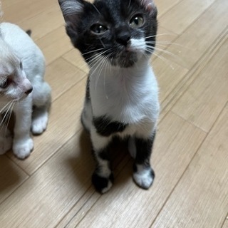 白黒ツートンの可愛い子です