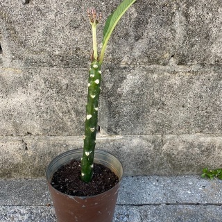 プルメリア苗木　ピンクの画像