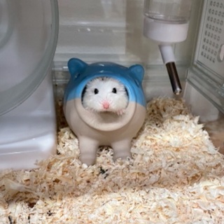ロボロフ　ホワイトフェイス　男の子