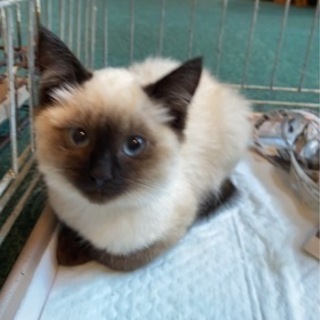 子猫シャム猫？