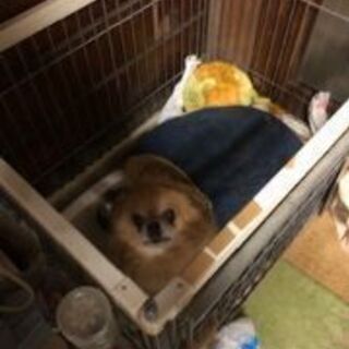 チワワとイタリアン・グレイハウンドの老犬