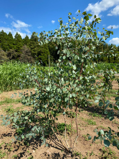 ユーカリ　ポポラス　2.0m 株立ち風　露地栽培