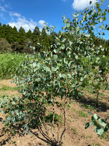 ユーカリ　ポポラス　2.0m 株立ち風　露地栽培