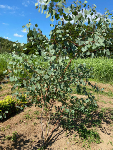 ユーカリ　ポポラス　2.0m 株立ち風　露地栽培
