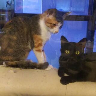 【ありがとうございました里親さん決定しました】親子猫の里親さんを...