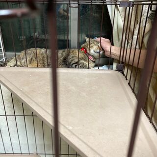 【急募】年齢気にせず人馴れの子と過ごしたい方募集
