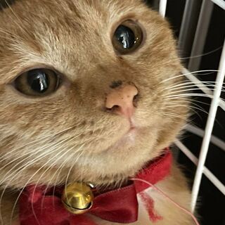 めちゃ人馴れしてる半年ほどの宇宙（そら）ちゃん