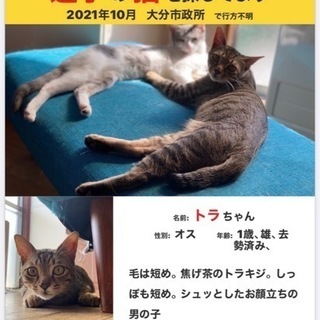 迷い猫のチラシを貼らせてください。
