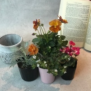 2500円♡寄せ植えレッスン♡の画像