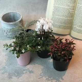 2500円♡寄せ植えレッスン♡の画像