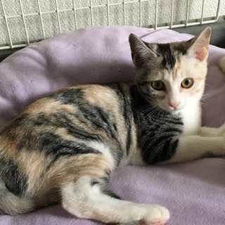 三毛猫 子猫 里親様決定しました