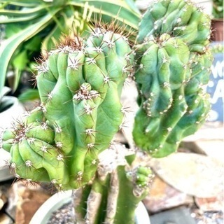 柱サボテン　植物