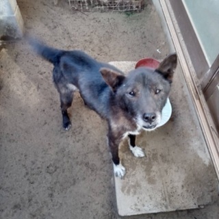 保護犬、里親募集！