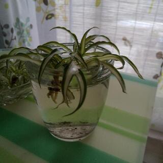 オリヅルラン🌱の画像