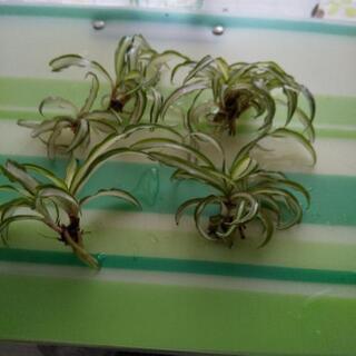 オリヅルラン🌱の画像