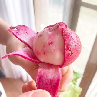 有機野菜　無農薬野菜