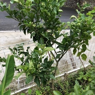 カボス　3年生苗木