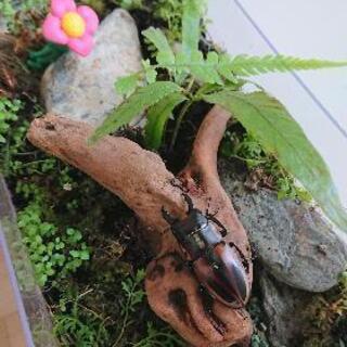 ファブリースノコギリクワガタ♂の画像