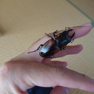 ファブリースノコギリクワガタ♂の画像