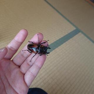 ファブリースノコギリクワガタ♂の画像