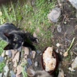 お話し中にて問い合わせ終了します。江別の農家にいる母猫と子猫2匹...