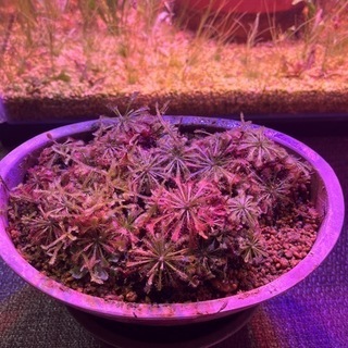 食虫植物