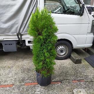 ゴールドクレスト　8号鉢　常緑　庭木