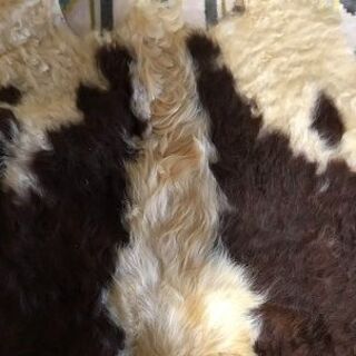 カウラグの画像