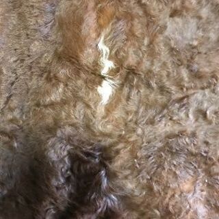 カウラグの画像