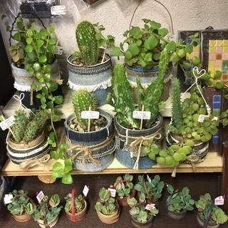 多肉植物、サボテン