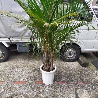 楽天市場】トックリヤシの通販