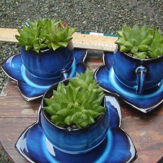 残り1鉢！　cup入りハオルチア