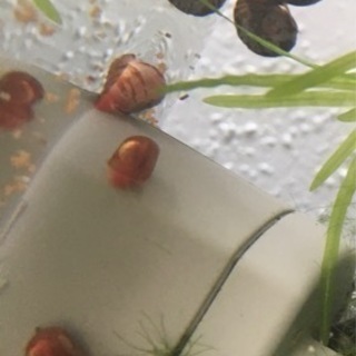 メダカと相性抜群❣️１０匹+αラムズホーン稚貝、色ミックスの画像