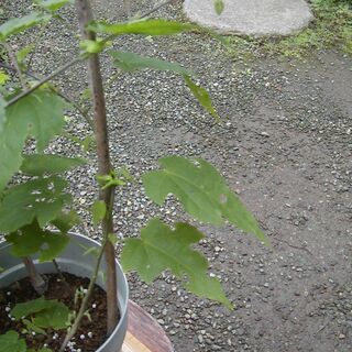 チロリアンランプの画像