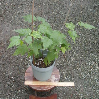 チロリアンランプの画像