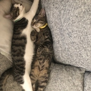 猫ちゃん里親募集です