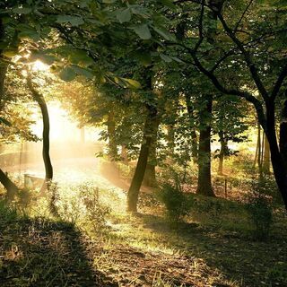 プロ養成専科「ユーファイ ハーブサウナ」TTMA公認・シヴァカ伝統医学学校・鎌倉市極楽寺の画像