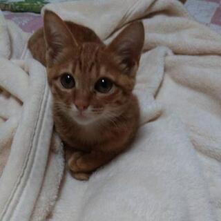 寂しがりやの､チャトランちゃんの里親様募集中