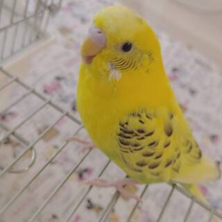 セキセイインコ（オス　黄色）を探しています