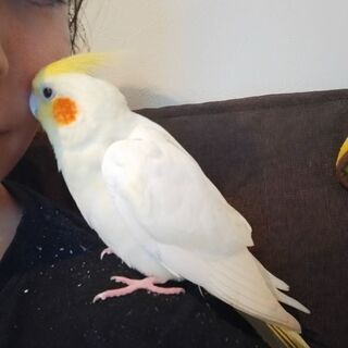 武蔵浦和でオカメインコルチノーを迷子にさせてしまいました